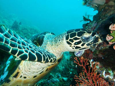 Underwater photo of a turtle